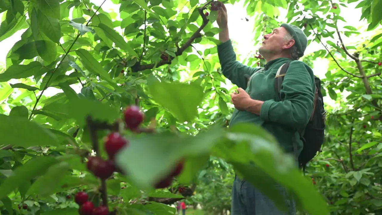 Un homme en chemise verte et casquette participe à la cueillette de cerises, se penchant pour attraper un fruit mûr sur une branche.