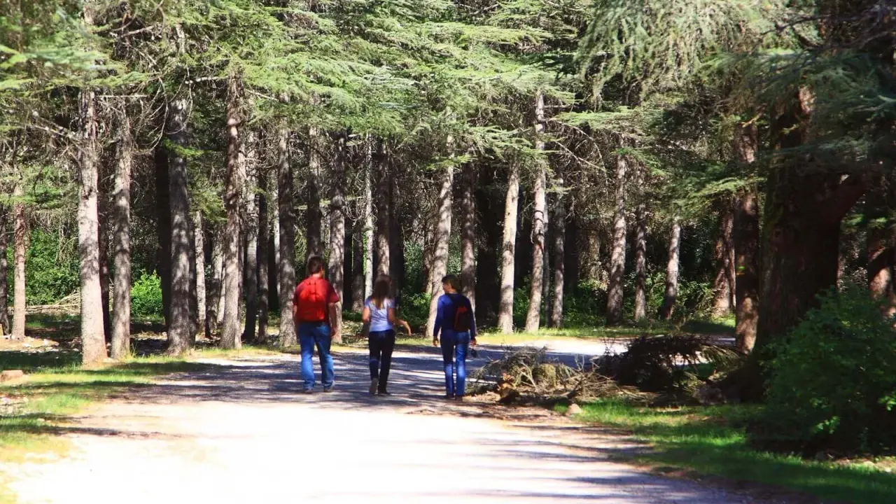 Trois personnes marchent sur un sentier dans la forêt des cèdres, profitant de la fraîcheur sous les grands arbres.