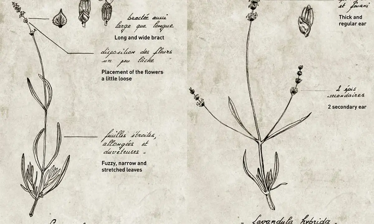 Dessin botanique comparant deux variétés de lavande : Lavandula angustifolia et Lavandula hybrida, avec annotations sur leurs feuilles et épis.