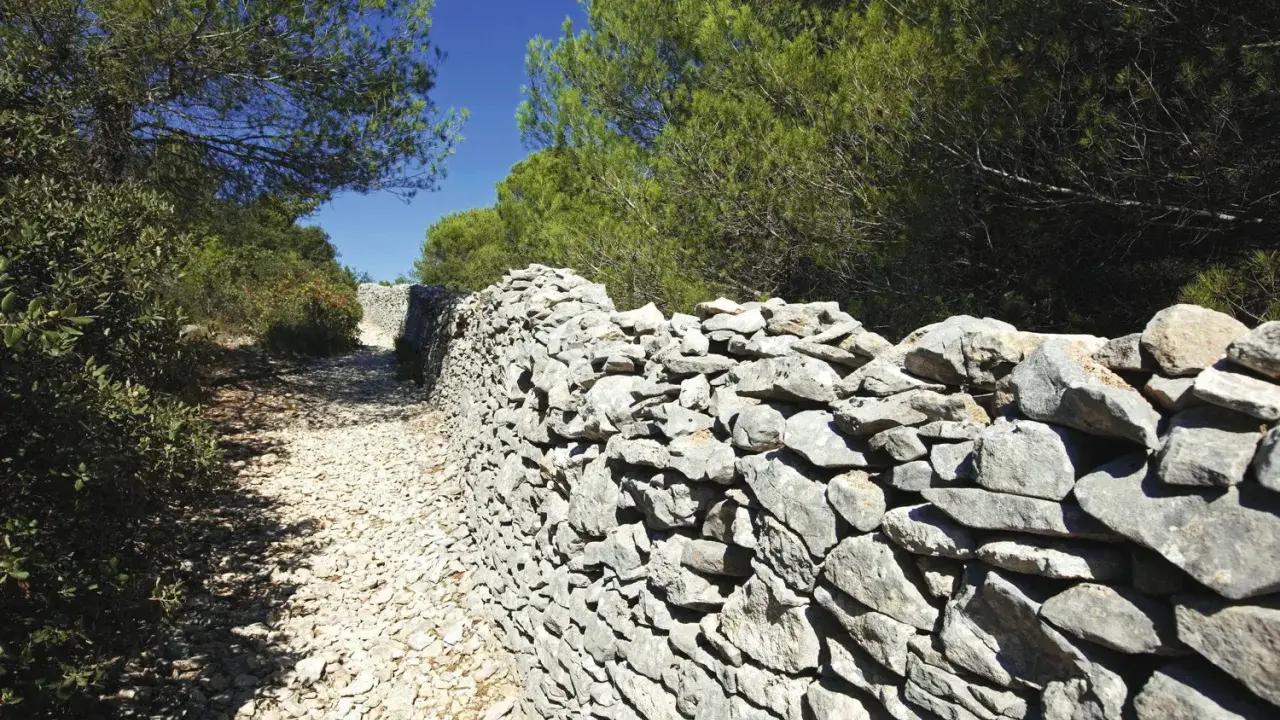 Sentier rocailleux bordé d'un mur de pierres sèches, vestige d'un ancien mur de la peste, sous les pins verts et le ciel bleu.