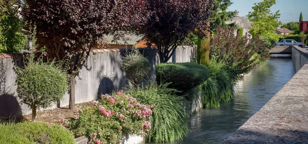 Un cheval blanc vaucluse, rêvant au bord d'un canal, entouré de roses et de verdure luxuriante.