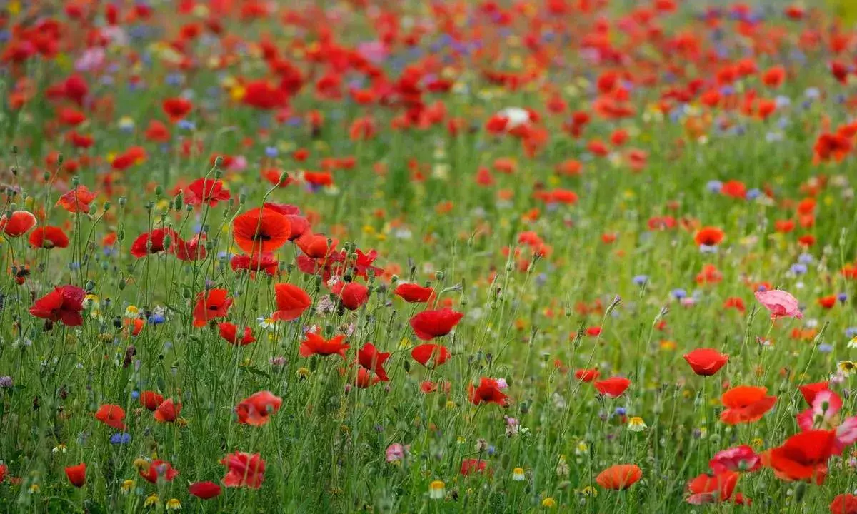Un vaste champ de coquelicots rouges éclatants, parsemé de fleurs bleues et jaunes, s'étend à perte de vue sous un ciel doux.