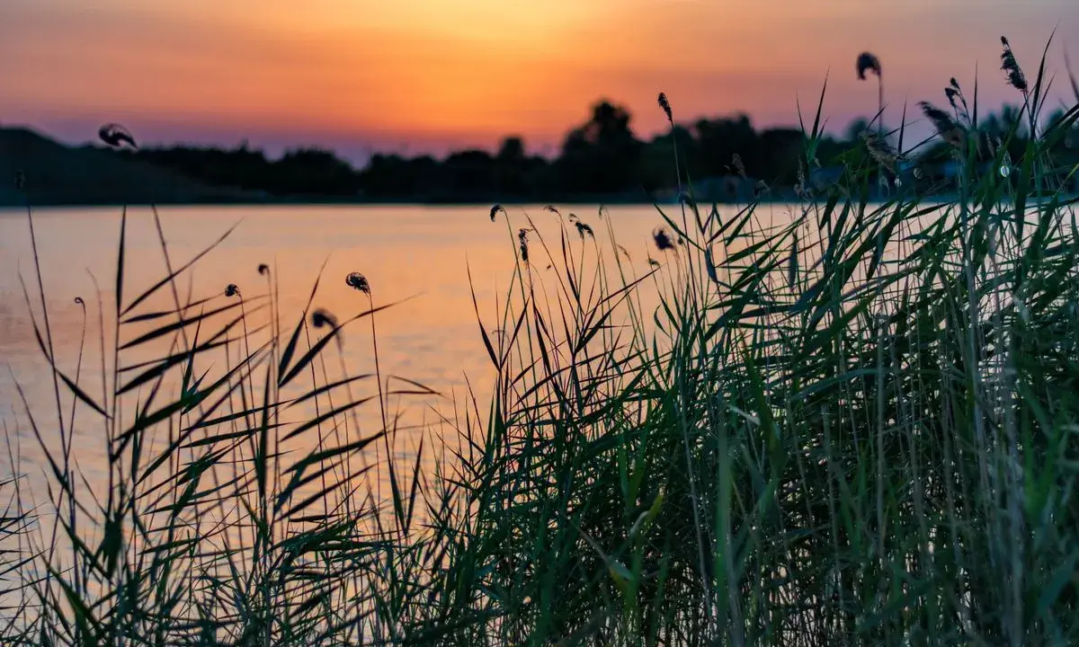 Cannes de roseaux au bord du lac de Lapalud, baignées par la lumière orangée du coucher de soleil.