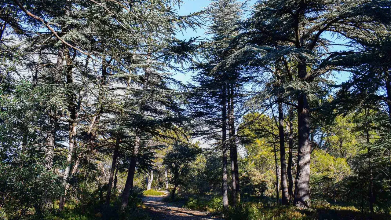 Sentier rocailleux traversant la forêt des cèdres à Cabrières d'Avignon, sous un ciel bleu éclatant.