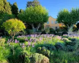Un magnifique jardin en Provence, avec un champ d'iris violets devant un pavillon de galon jaune.