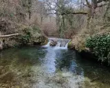 Un ruisseau aux reflets verts et bruns serpente à travers une forêt automnale, formant une petite cascade.