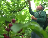 Un homme en chemise verte et casquette participe à la cueillette de cerises, se penchant pour attraper un fruit mûr sur une branche.