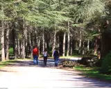 Trois personnes marchent sur un sentier dans la forêt des cèdres, profitant de la fraîcheur sous les grands arbres.
