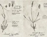 Dessin botanique comparant deux variétés de lavande : Lavandula angustifolia et Lavandula hybrida, avec annotations sur leurs feuilles et épis.