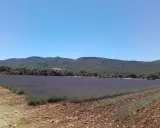 Vaste champ de lavande violette s'étendant à perte de vue sur le plateau des Claparèdes, sous un ciel bleu azur.
