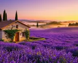 Maison de pierre au milieu d'un champ de floraison lavande, au coucher du soleil. Paysage de Provence.