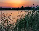 Cannes de roseaux au bord du lac de Lapalud, baignées par la lumière orangée du coucher de soleil.
