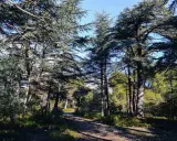 Sentier rocailleux traversant la forêt des cèdres à Cabrières d'Avignon, sous un ciel bleu éclatant.