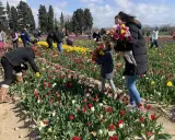 Des gens cueillent des jonquilles et des tulipes colorées dans un champ ensoleillé.
