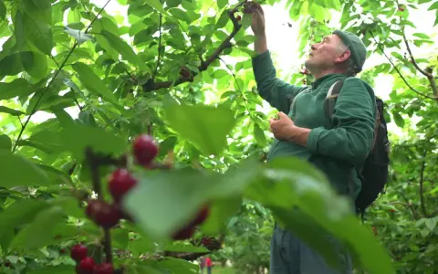 Un homme en chemise verte et casquette participe à la cueillette de cerises, se penchant pour attraper un fruit mûr sur une branche.