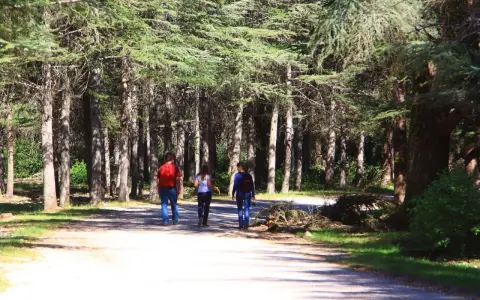 Trois personnes marchent sur un sentier dans la forêt des cèdres, profitant de la fraîcheur sous les grands arbres.