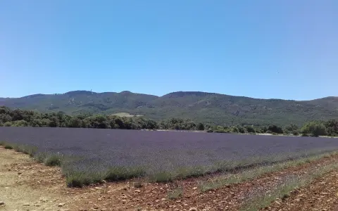 Vaste champ de lavande violette s'étendant à perte de vue sur le plateau des Claparèdes, sous un ciel bleu azur.