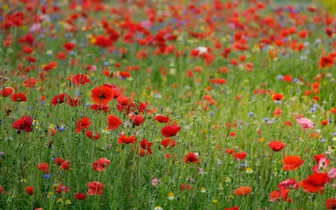 Un vaste champ de coquelicots rouges éclatants, parsemé de fleurs bleues et jaunes, s'étend à perte de vue sous un ciel doux.