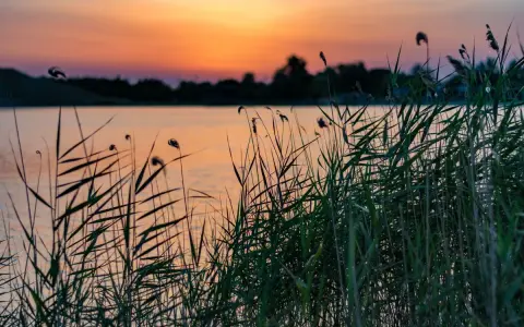 Cannes de roseaux au bord du lac de Lapalud, baignées par la lumière orangée du coucher de soleil.