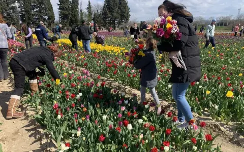 Des gens cueillent des jonquilles et des tulipes colorées dans un champ ensoleillé.