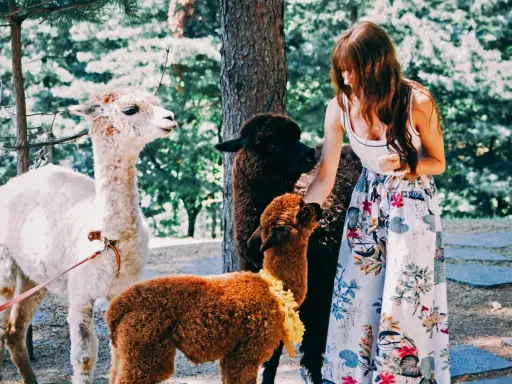 Une femme interagit avec des alpagas dans une ferme pédagogique du Vaucluse. Un alpaga blanc, un noir et un brun sont présents.