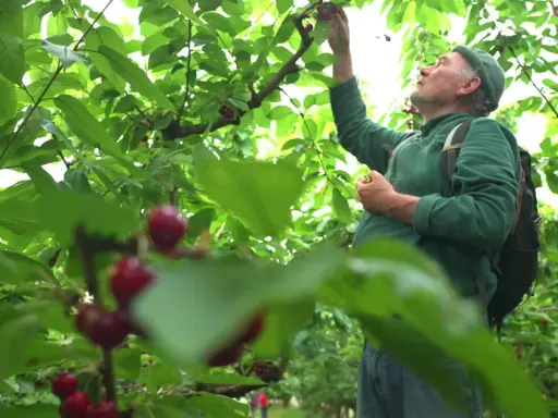 Un homme en chemise verte et casquette participe à la cueillette de cerises, se penchant pour attraper un fruit mûr sur une branche.