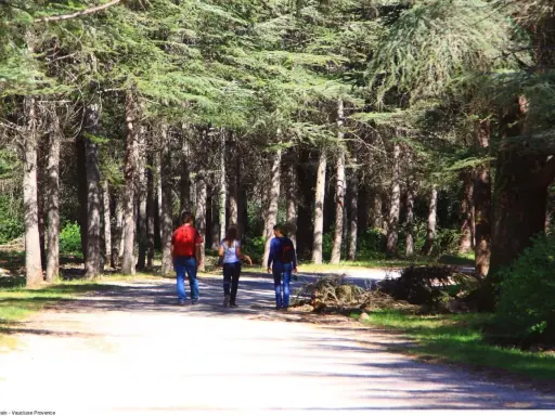 Trois personnes marchent sur un sentier dans la forêt des cèdres, profitant de la fraîcheur sous les grands arbres.