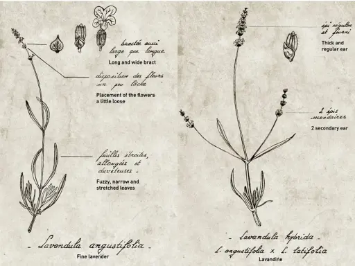 Dessin botanique comparant deux variétés de lavande : Lavandula angustifolia et Lavandula hybrida, avec annotations sur leurs feuilles et épis.