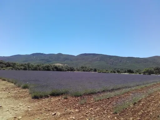 Vaste champ de lavande violette s'étendant à perte de vue sur le plateau des Claparèdes, sous un ciel bleu azur.