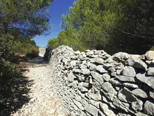 Sentier rocailleux bordé d'un mur de pierres sèches, vestige d'un ancien mur de la peste, sous les pins verts et le ciel bleu.