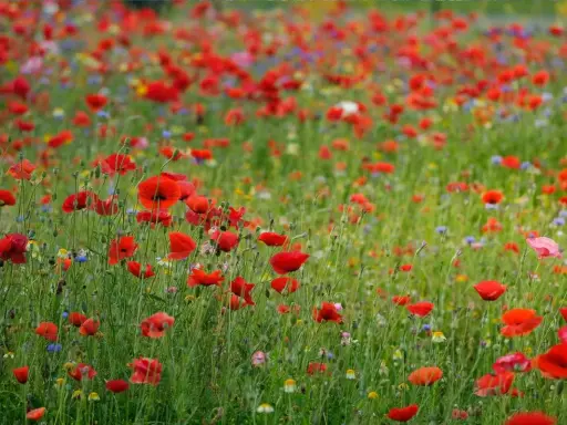Un vaste champ de coquelicots rouges éclatants, parsemé de fleurs bleues et jaunes, s'étend à perte de vue sous un ciel doux.