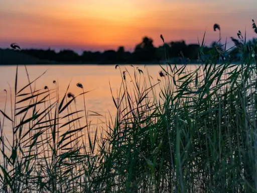 Cannes de roseaux au bord du lac de Lapalud, baignées par la lumière orangée du coucher de soleil.