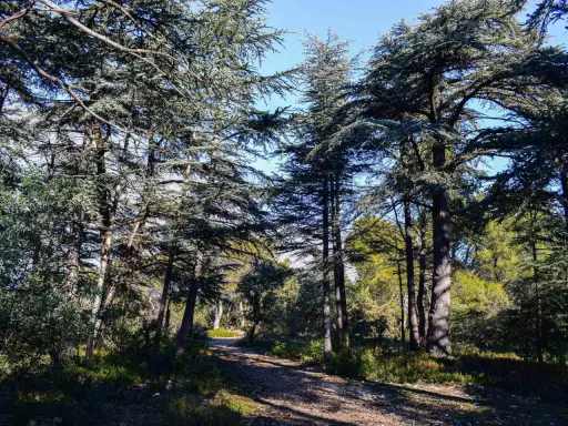 Sentier rocailleux traversant la forêt des cèdres à Cabrières d'Avignon, sous un ciel bleu éclatant.