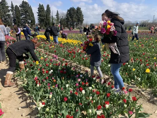 Des gens cueillent des jonquilles et des tulipes colorées dans un champ ensoleillé.