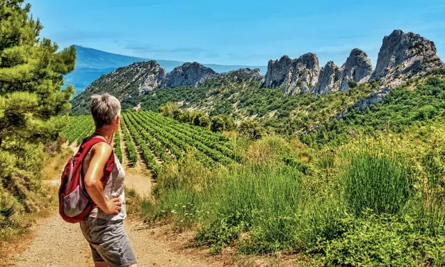 Une randonnée dans le Vaucluse, avec une femme admirant un paysage de vignobles et de montagnes rocheuses sous un ciel bleu.