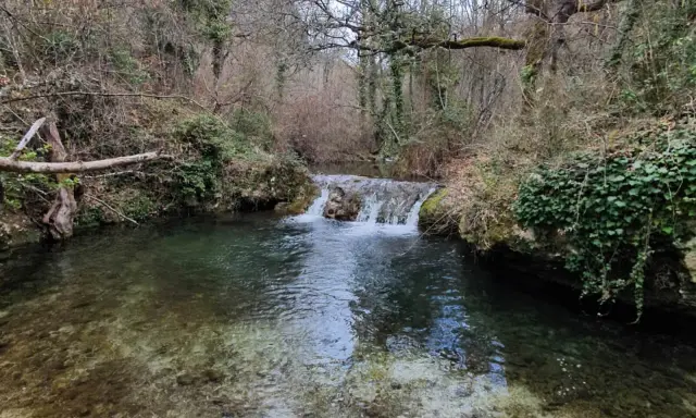 Un ruisseau aux reflets verts et bruns serpente à travers une forêt automnale, formant une petite cascade.
