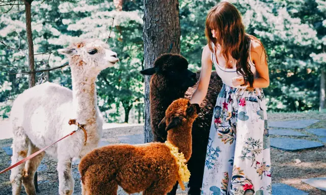 Une femme interagit avec des alpagas dans une ferme pédagogique du Vaucluse. Un alpaga blanc, un noir et un brun sont présents.