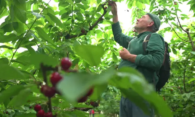 Un homme en chemise verte et casquette participe à la cueillette de cerises, se penchant pour attraper un fruit mûr sur une branche.