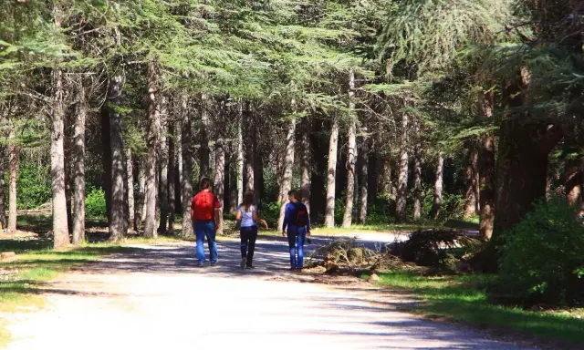 Trois personnes marchent sur un sentier dans la forêt des cèdres, profitant de la fraîcheur sous les grands arbres.