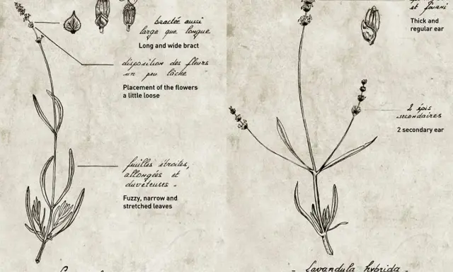 Dessin botanique comparant deux variétés de lavande : Lavandula angustifolia et Lavandula hybrida, avec annotations sur leurs feuilles et épis.