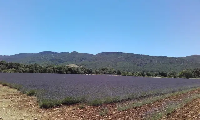 Vaste champ de lavande violette s'étendant à perte de vue sur le plateau des Claparèdes, sous un ciel bleu azur.