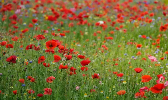 Un vaste champ de coquelicots rouges éclatants, parsemé de fleurs bleues et jaunes, s'étend à perte de vue sous un ciel doux.