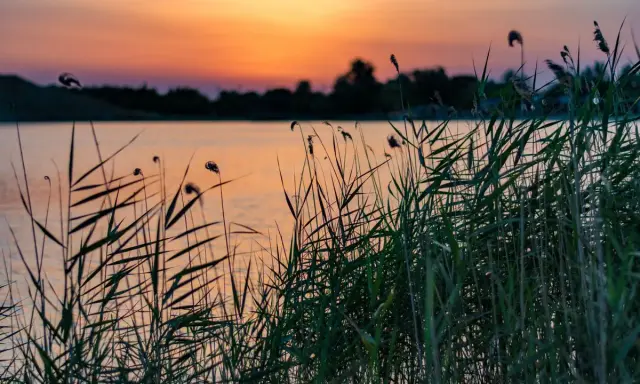 Cannes de roseaux au bord du lac de Lapalud, baignées par la lumière orangée du coucher de soleil.