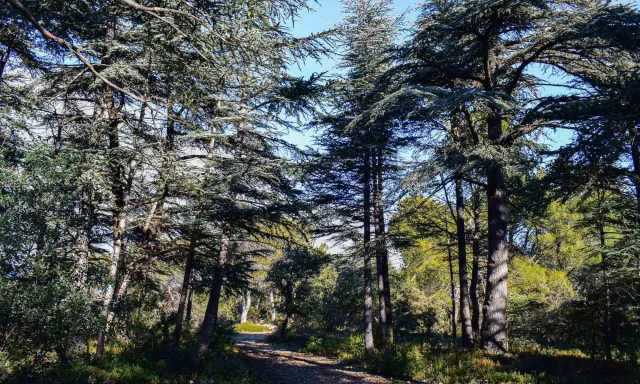 Sentier rocailleux traversant la forêt des cèdres à Cabrières d'Avignon, sous un ciel bleu éclatant.