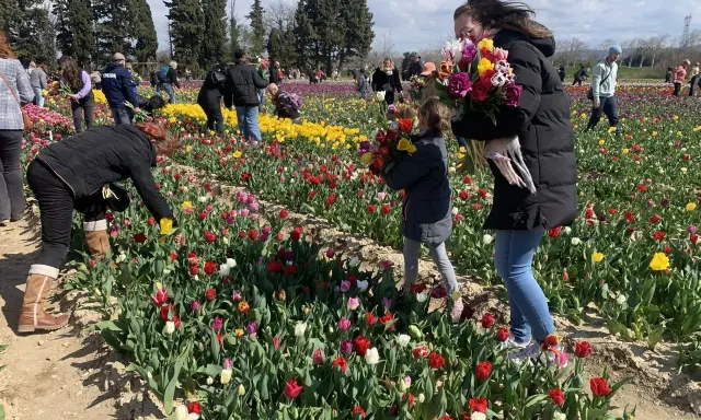 Des gens cueillent des jonquilles et des tulipes colorées dans un champ ensoleillé.