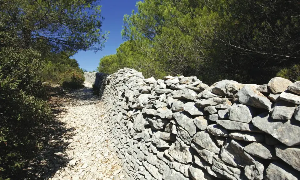 Sentier rocailleux bordé d'un mur de pierres sèches, vestige d'un ancien mur de la peste, sous les pins verts et le ciel bleu.