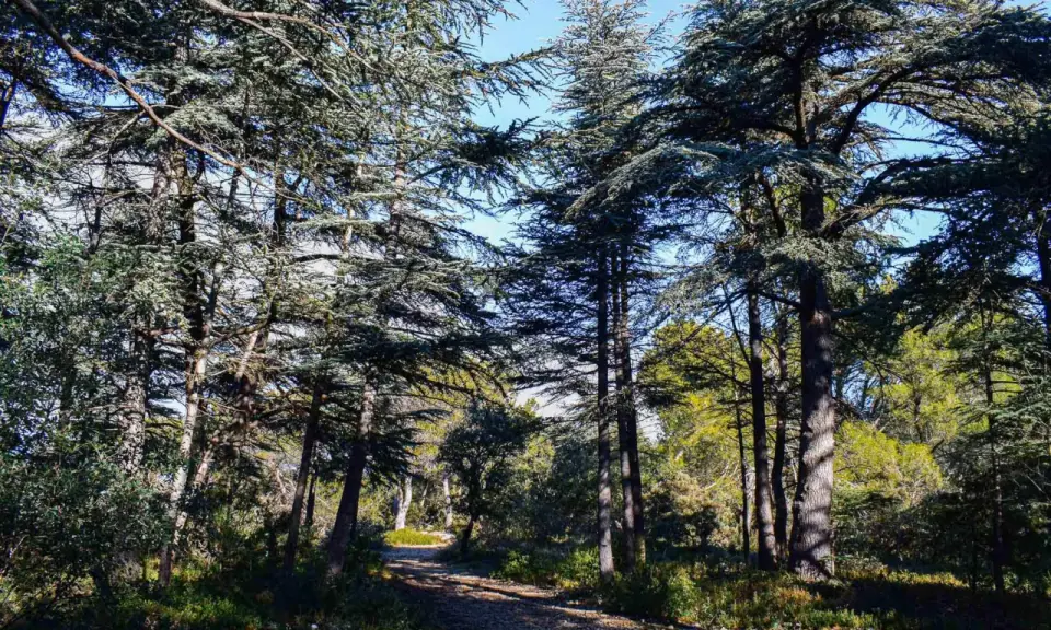 Sentier rocailleux traversant la forêt des cèdres à Cabrières d'Avignon, sous un ciel bleu éclatant.