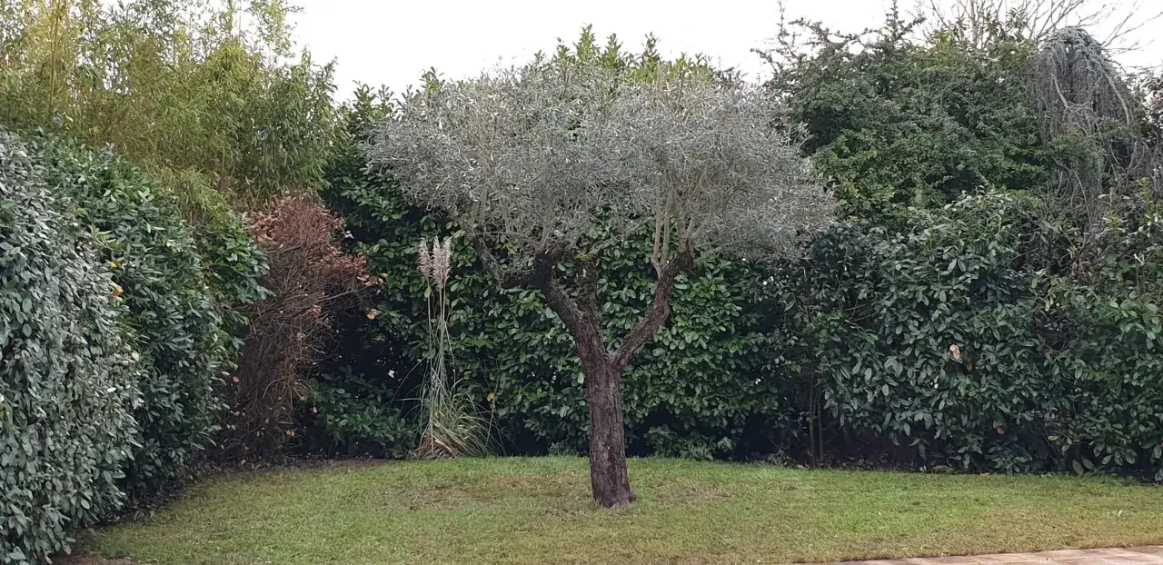 Un jeune olivier, taillé avec soin, se dresse au milieu d'un jardin verdoyant, entouré de végétation dense.