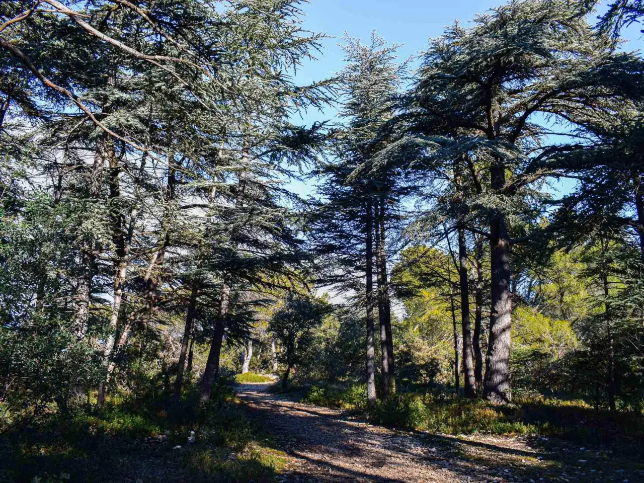 Sentier rocailleux traversant la for&ecirc;t des c&egrave;dres &agrave; Cabri&egrave;res d'Avignon, sous un ciel bleu &eacute;clatant.
