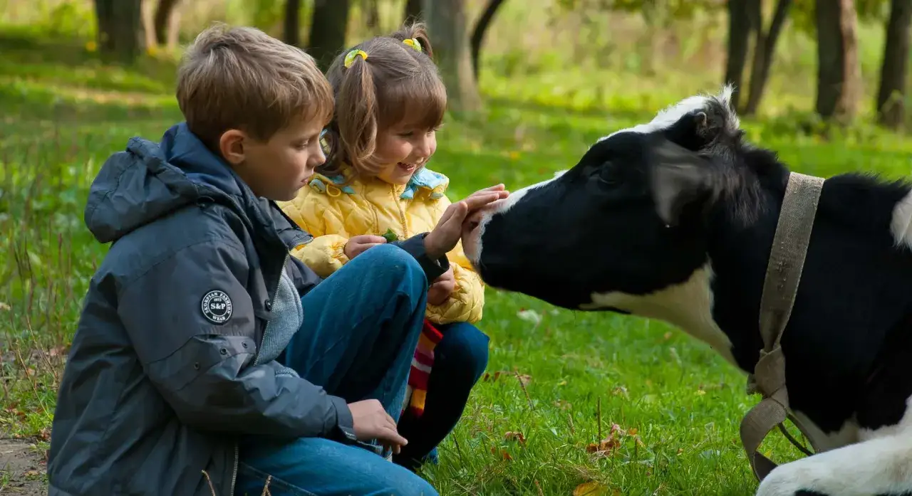 Deux enfants découvrent une vache dans une ferme pédagogique du Vaucluse. La petite fille tend la main pour caresser l'animal.